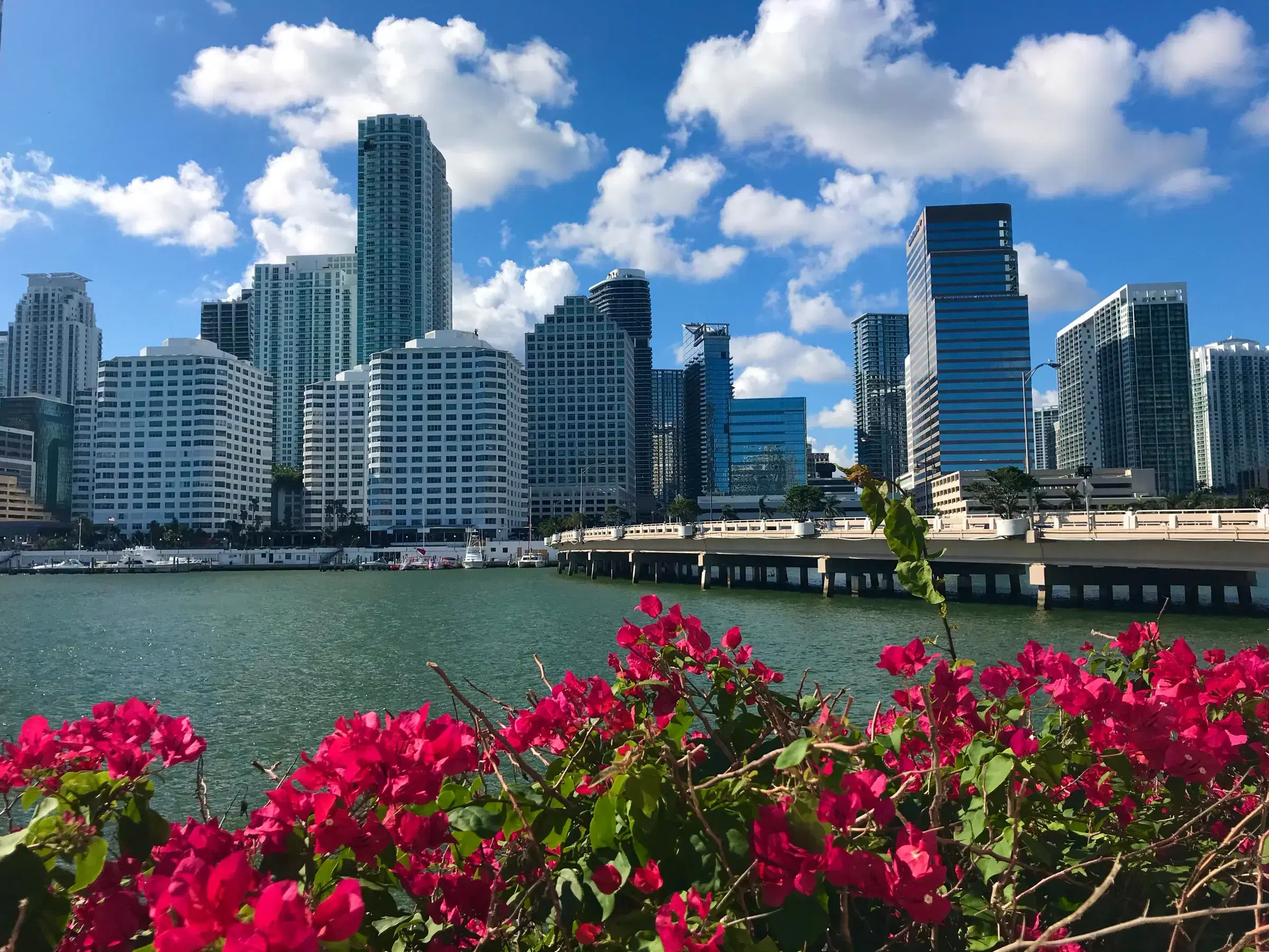 Skyline de Brickell sobre la bahía con buganvillas en flor